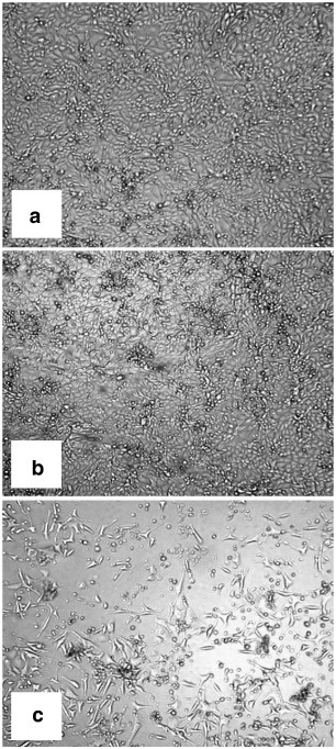 Fig. 7