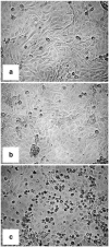Fig. 8
