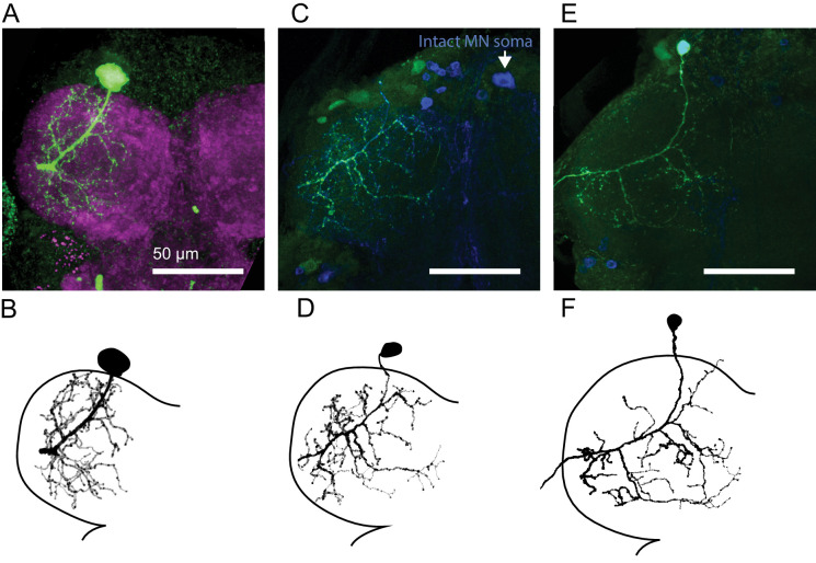 Figure 2—figure supplement 1.