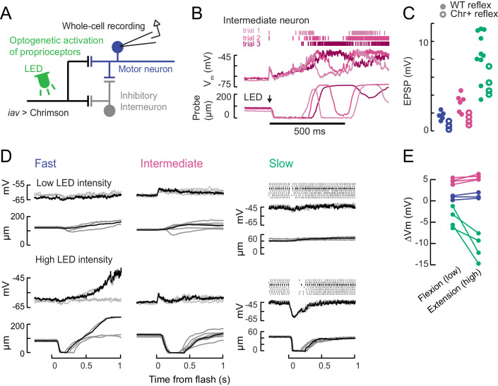 Figure 6—figure supplement 2.