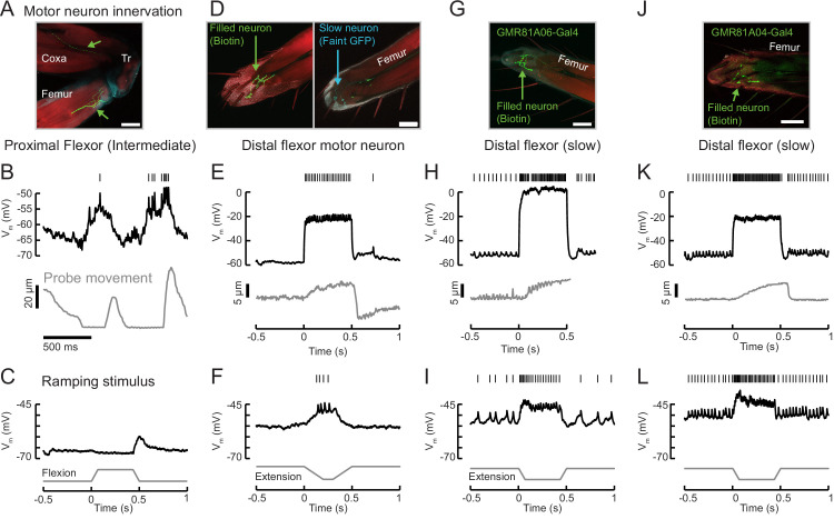 Figure 4—figure supplement 1.