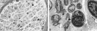 <sc>fig</sc> 4.