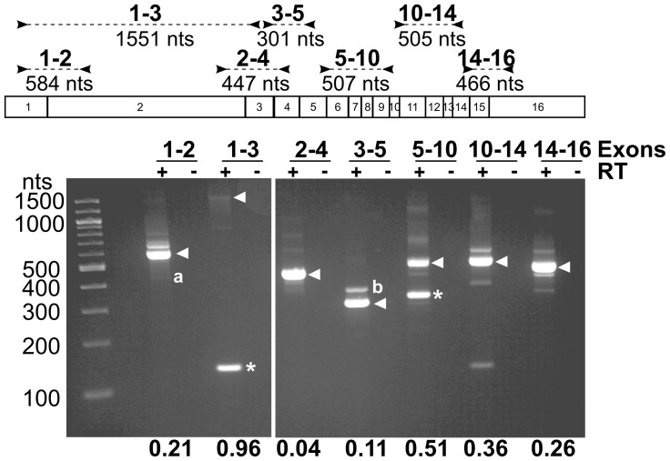 Figure 2