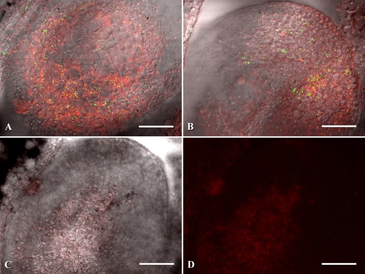 Fig 6