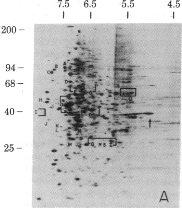 graphic file with name pnas00454-0129-a.jpg