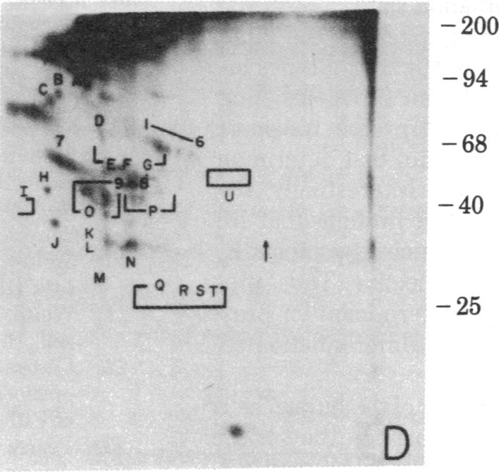 graphic file with name pnas00454-0131-d.jpg