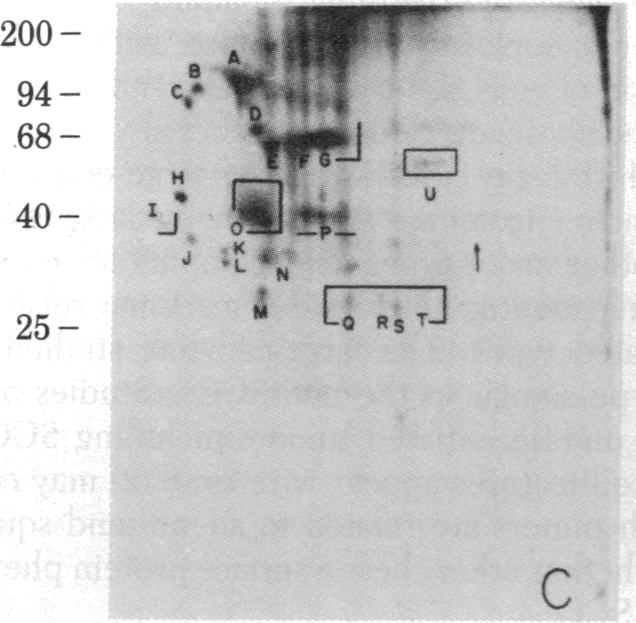 graphic file with name pnas00454-0129-d.jpg