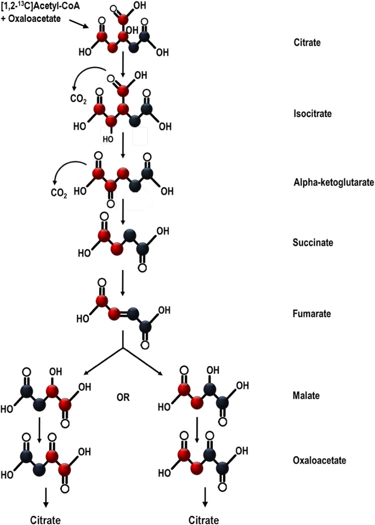 Fig. 1