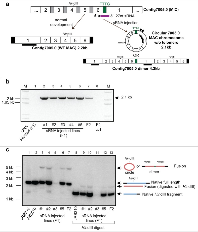 Figure 4.