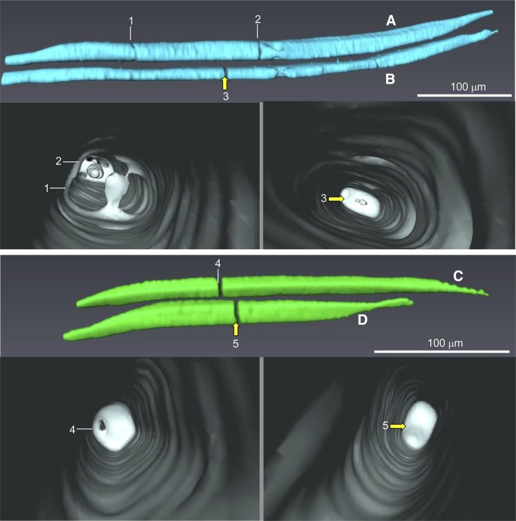 Figure 7.