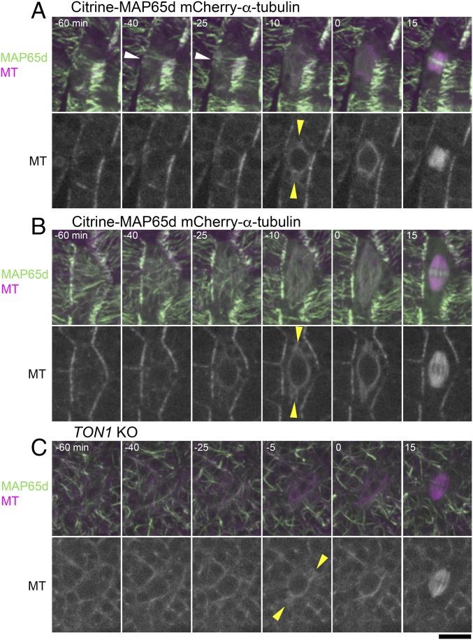 Fig. 5.