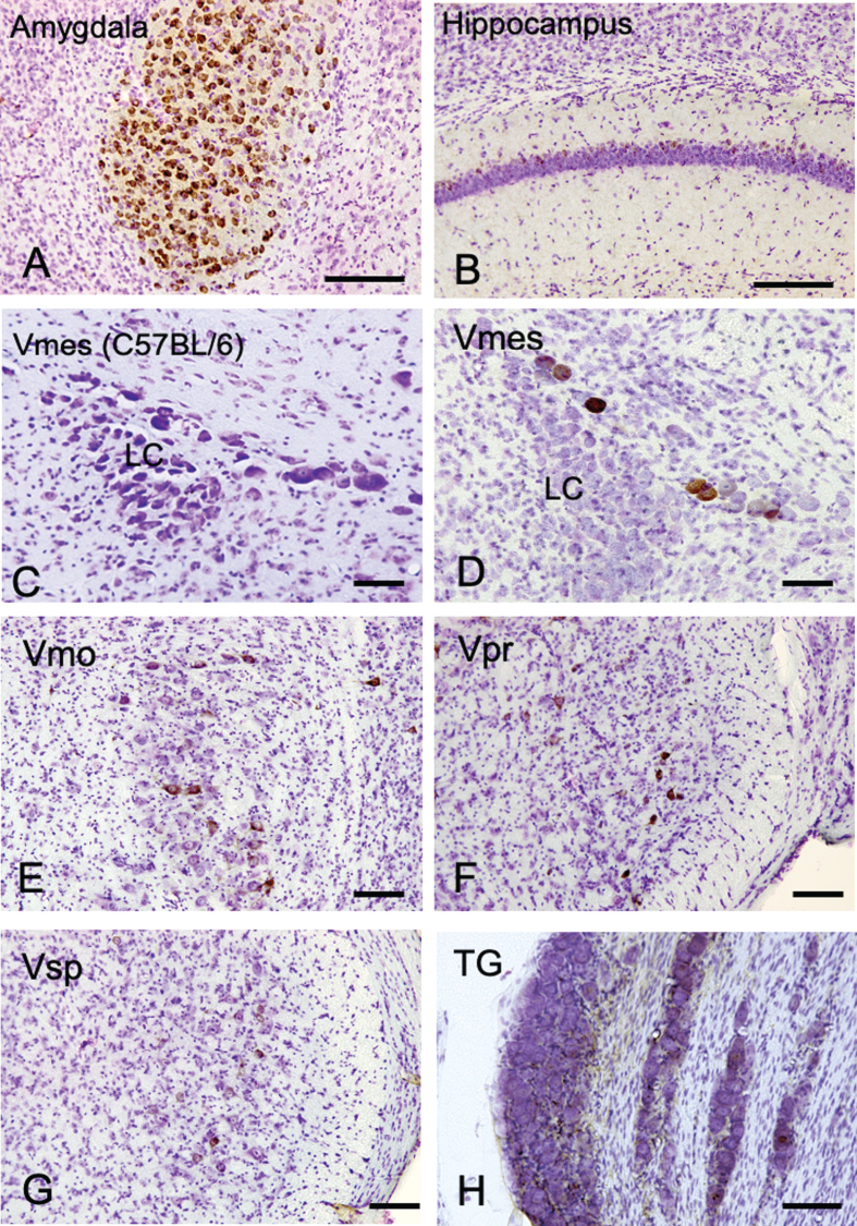 Fig.1