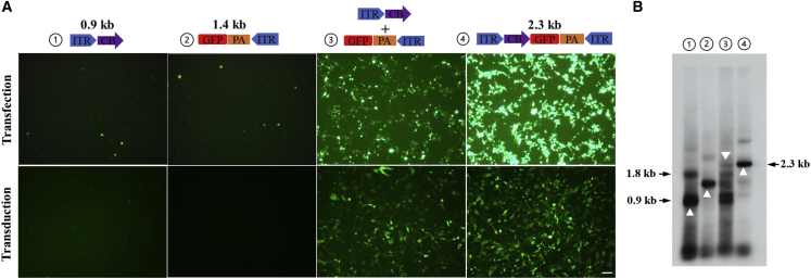 Figure 3