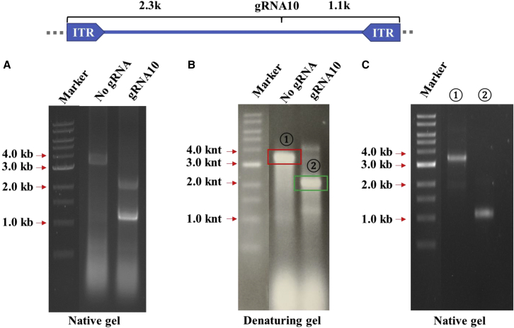 Figure 4