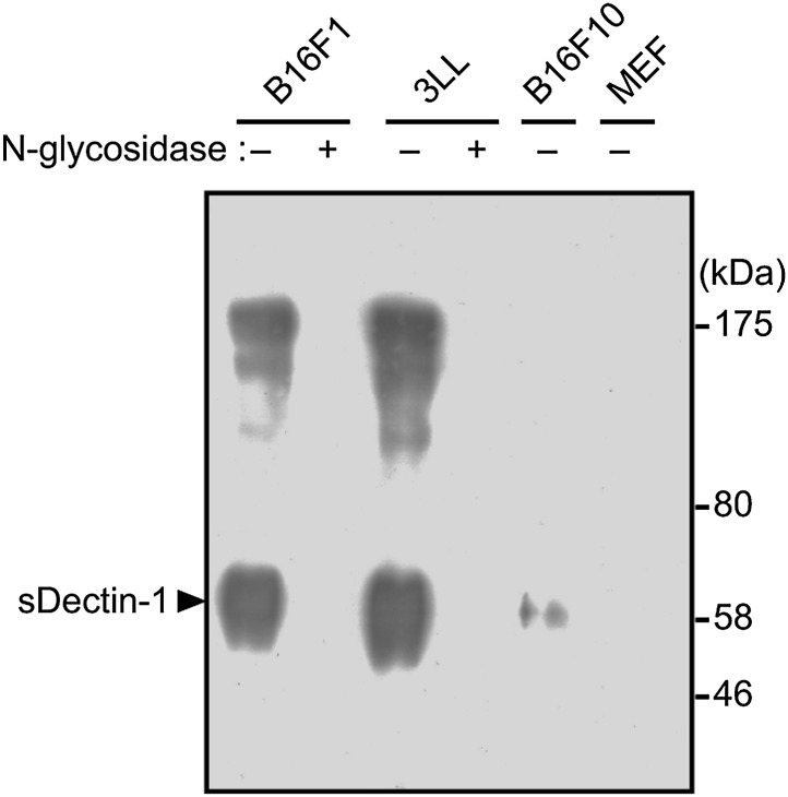 Figure 5—figure supplement 2.