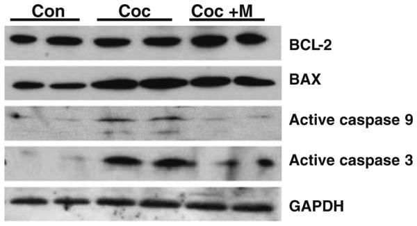 Fig. 5