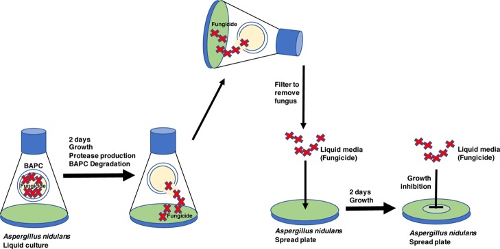 Scheme 2