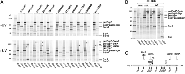 Fig. 2.