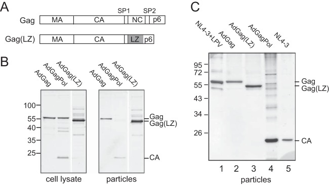 FIG 1