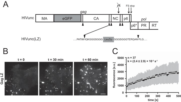 FIG 3