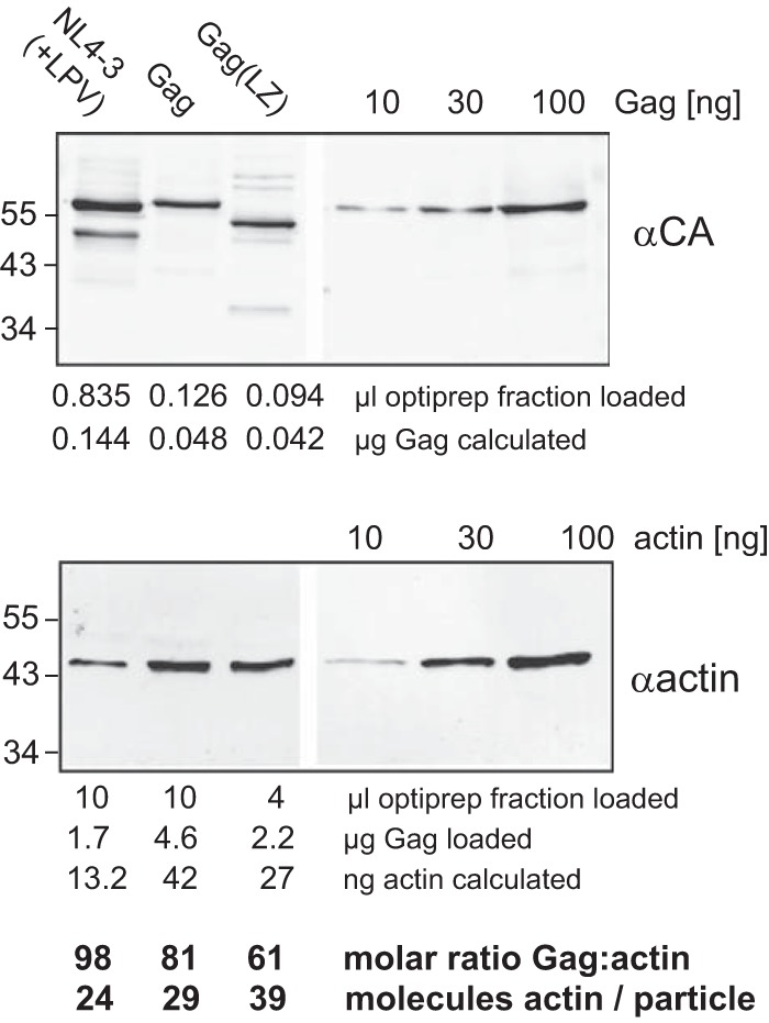 FIG 5