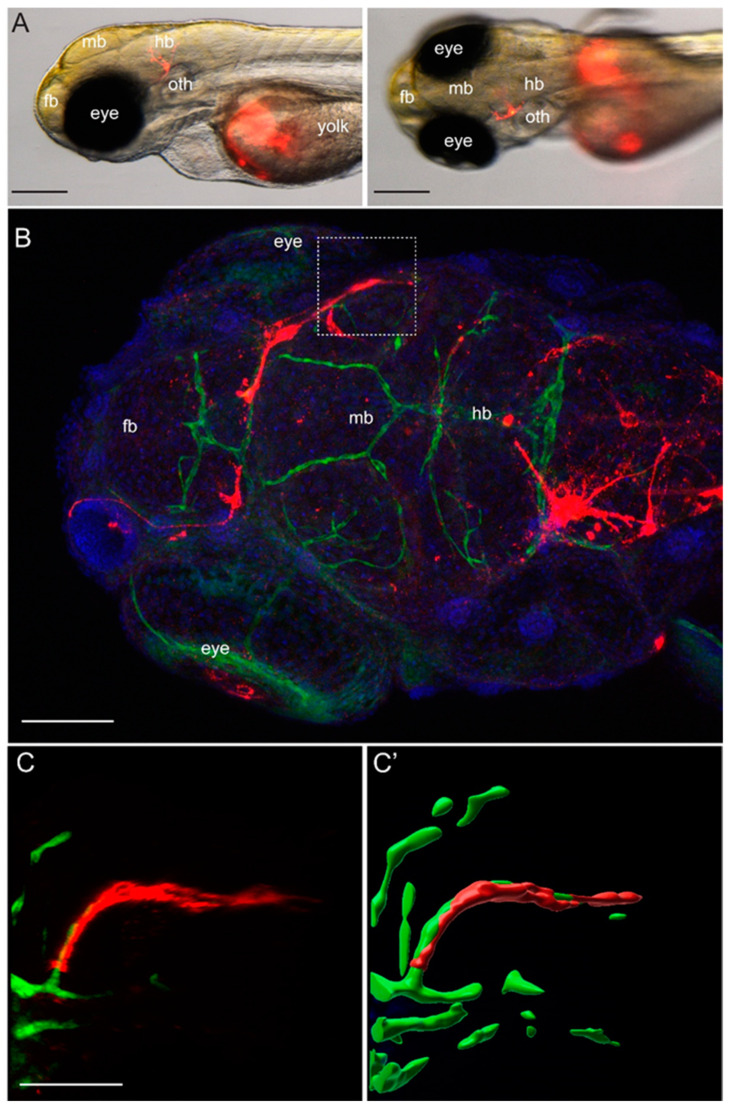 Figure 4