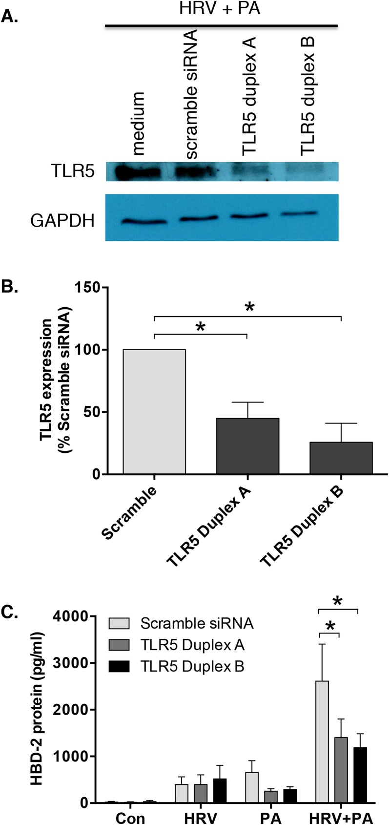 Fig 5