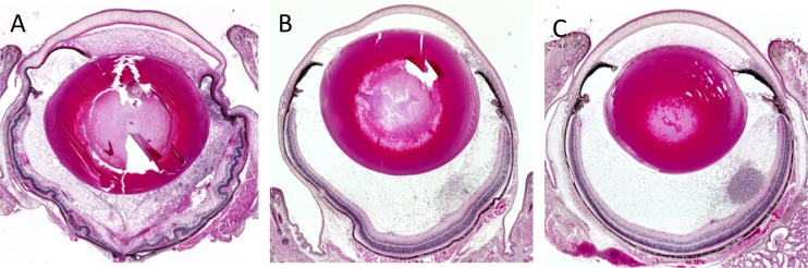 FIG 6