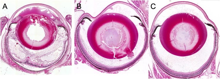 FIG 3