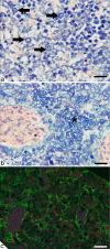 Fig. 9