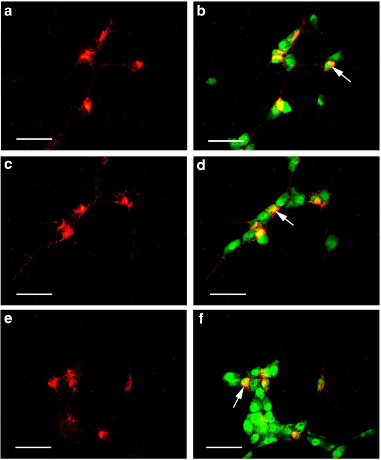 Fig. 10