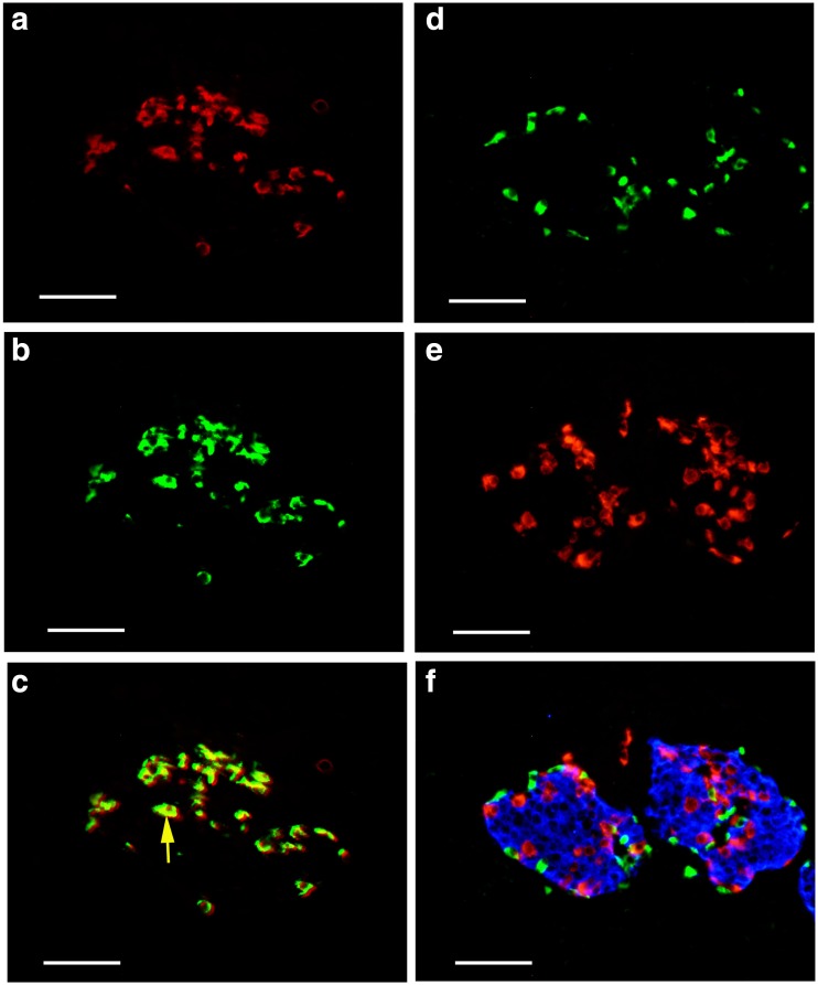 Fig. 12