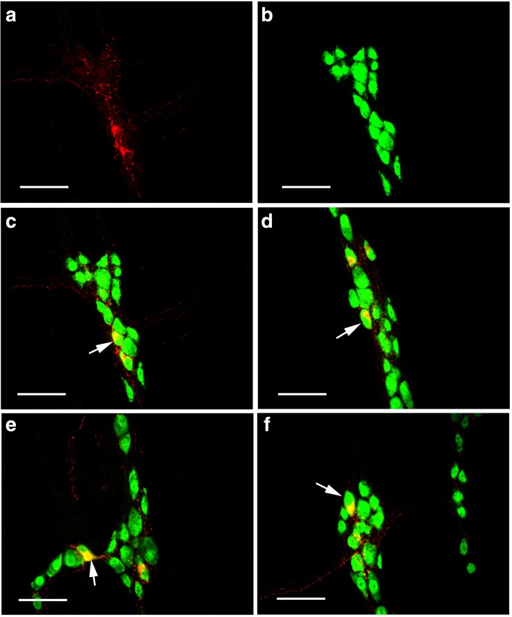 Fig. 9