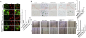 Supplementary Fig. S4