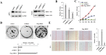 Supplementary Fig. S3