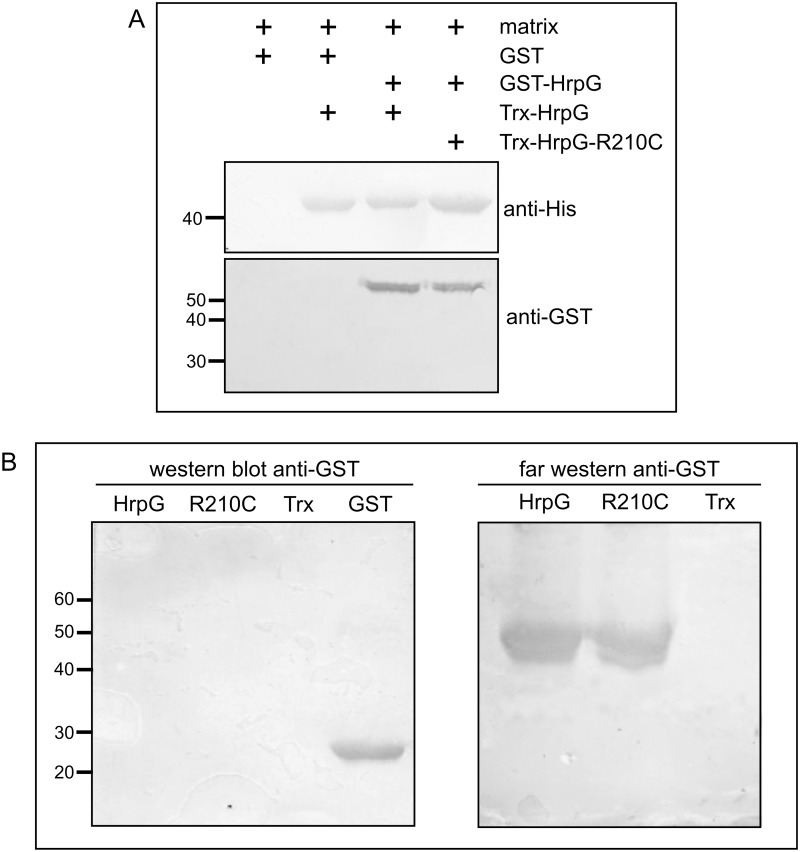 Fig 5