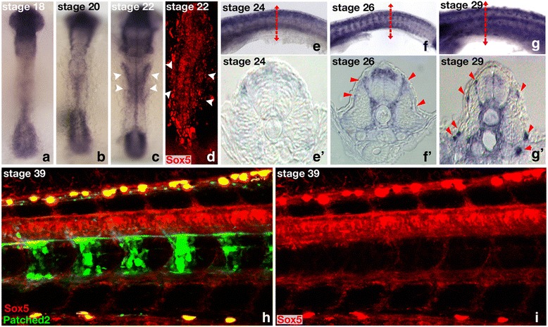 Fig. 4