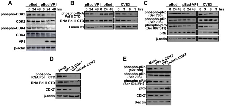 Fig 5