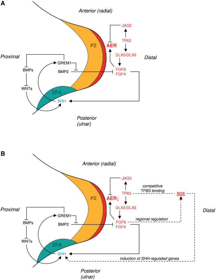 Figure 4