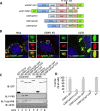 FIG 1