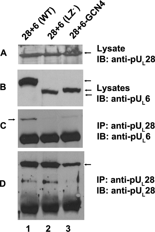 FIG. 5.