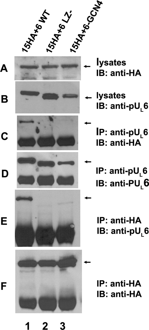 FIG. 4.