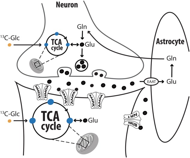 Fig. 2