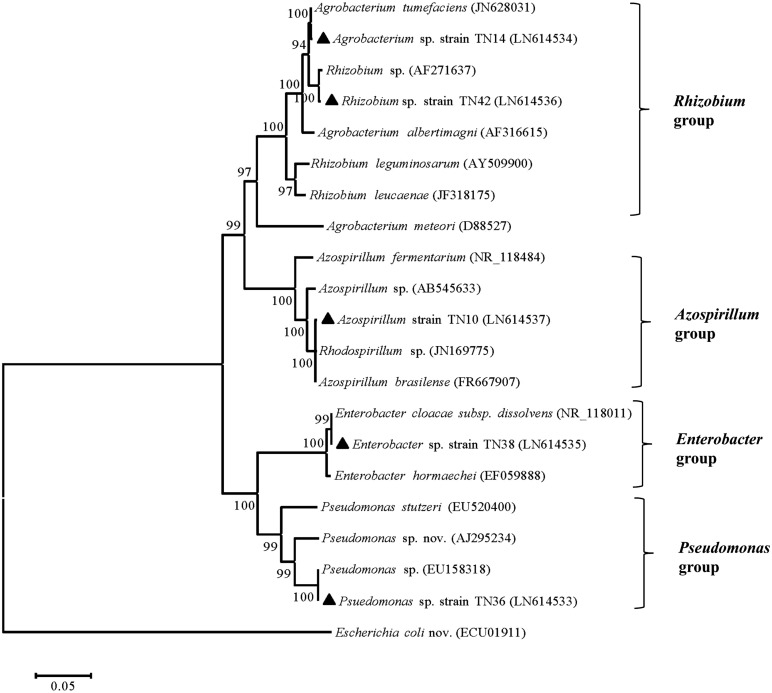 FIGURE 1