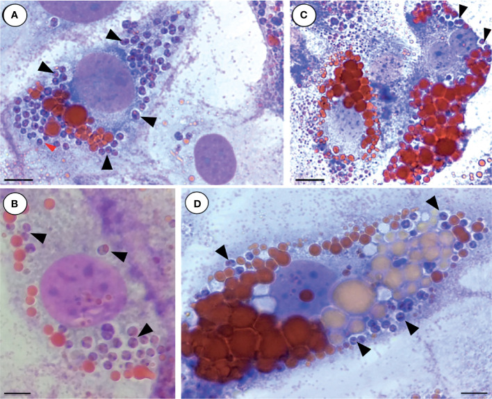 Figure 3