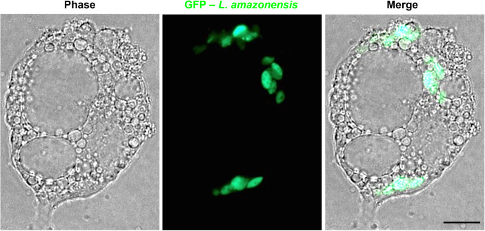 Figure 2