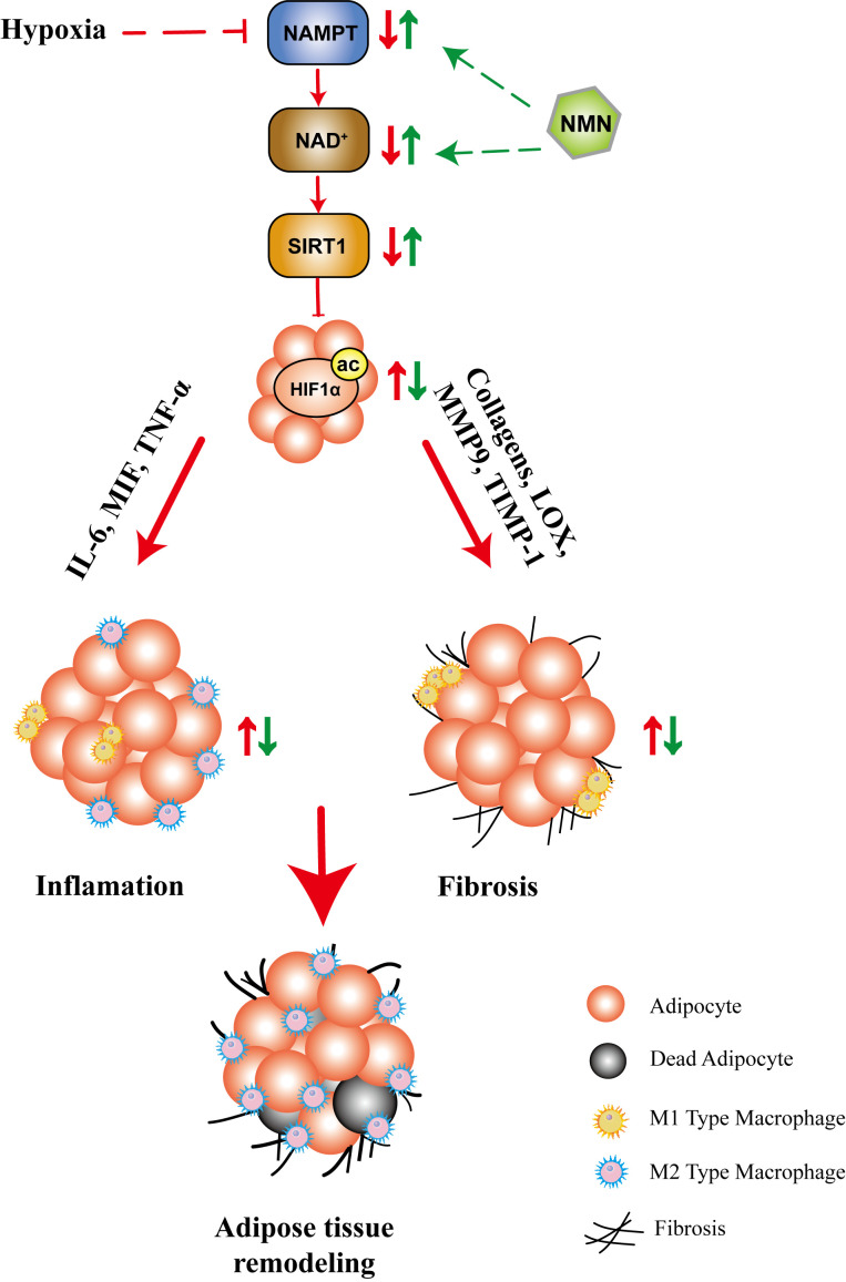 Figure 6