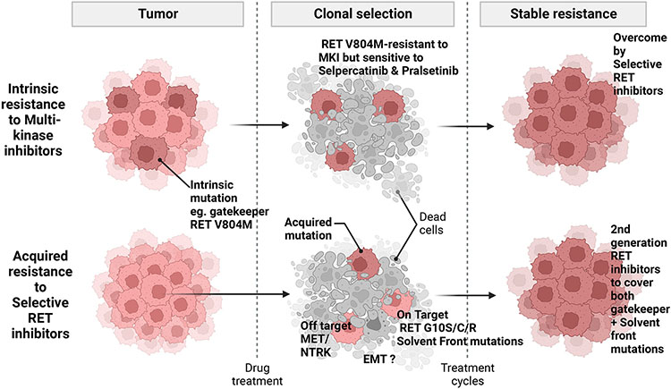 RET aberrant cancers and RET inhibitor therapies: Current state-of-the ...