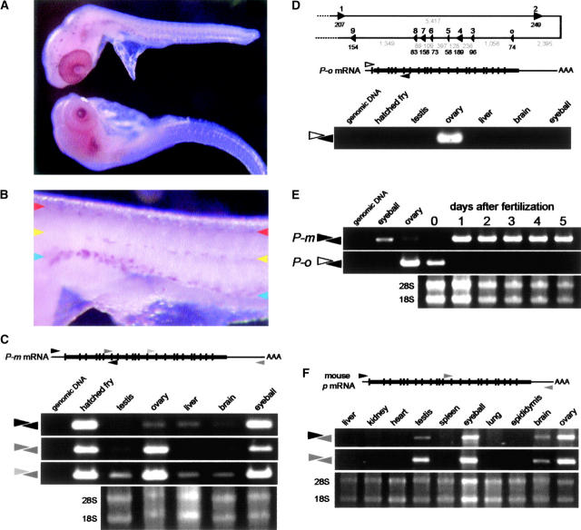 Figure 4.—