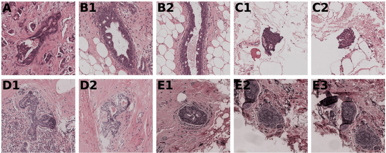 Fig. 2